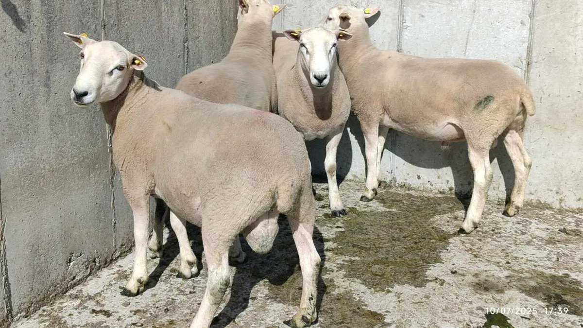 Lleyn Rams - Image 2