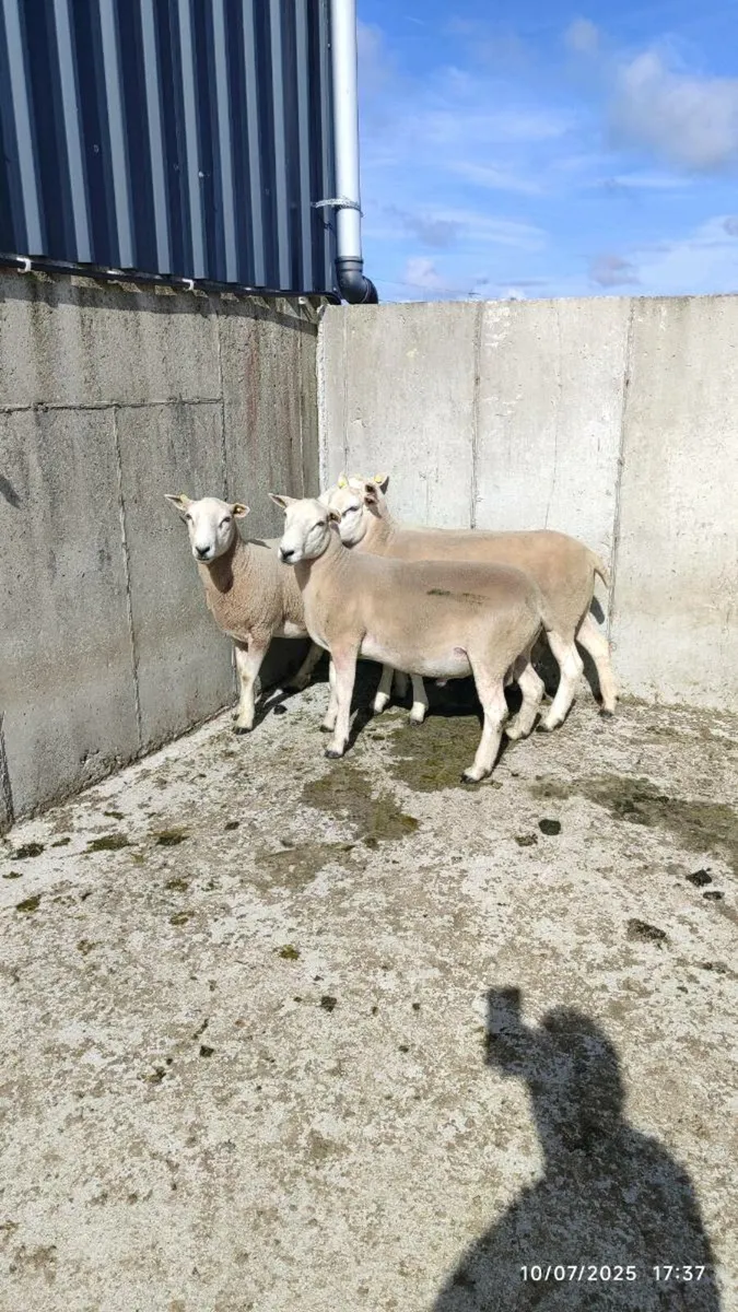 Lleyn Rams - Image 4