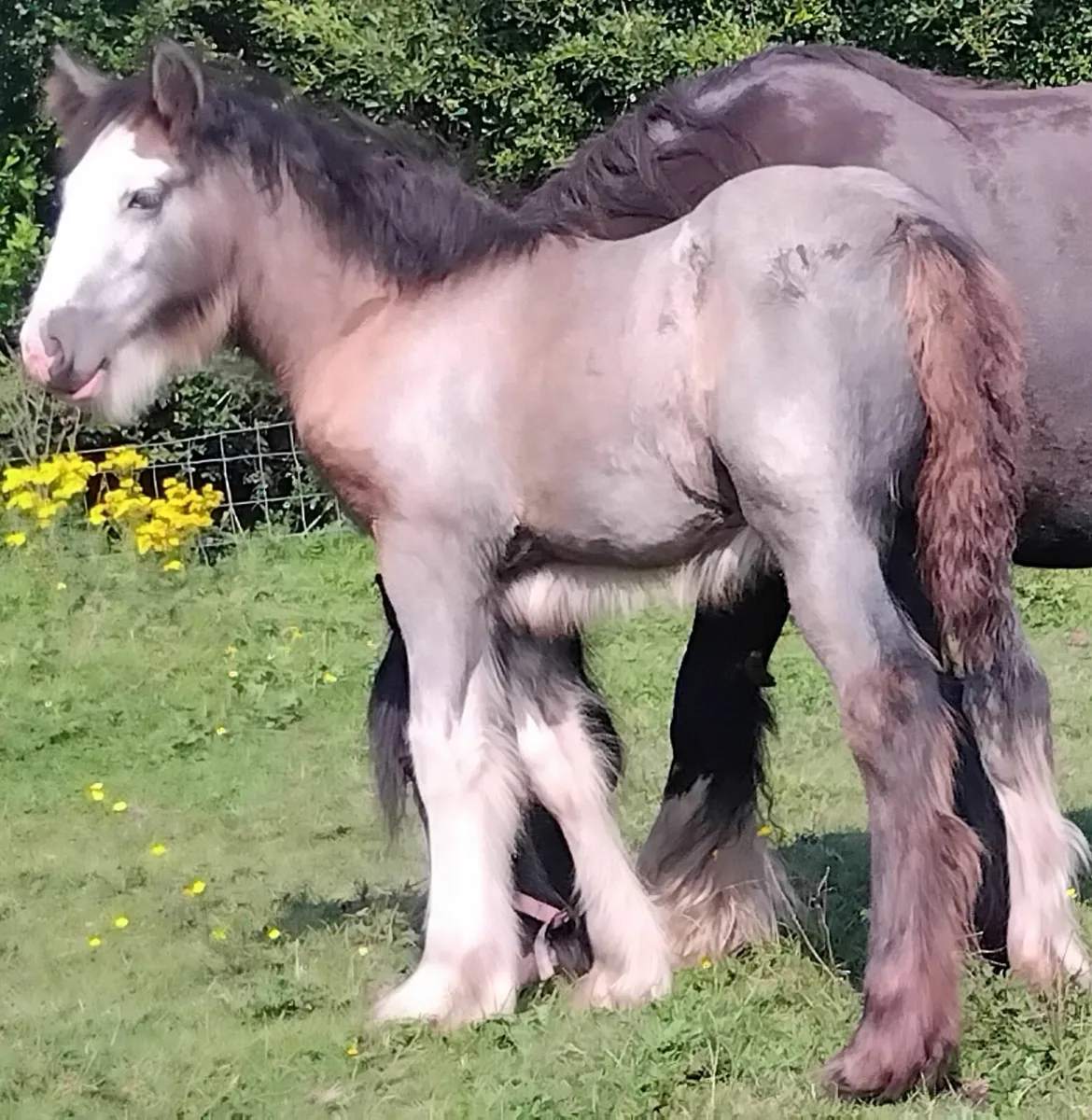 Top class filly foal - Image 1