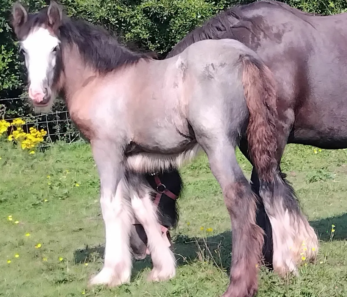 Top class filly foal - Image 2