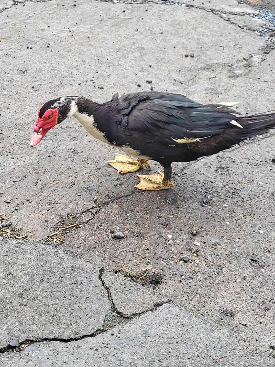 Ducks - Image 1