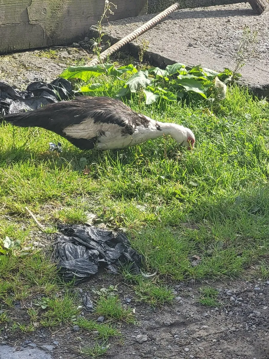 Ducks - Image 2