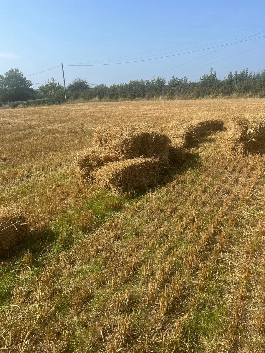 Spring Barley Straw