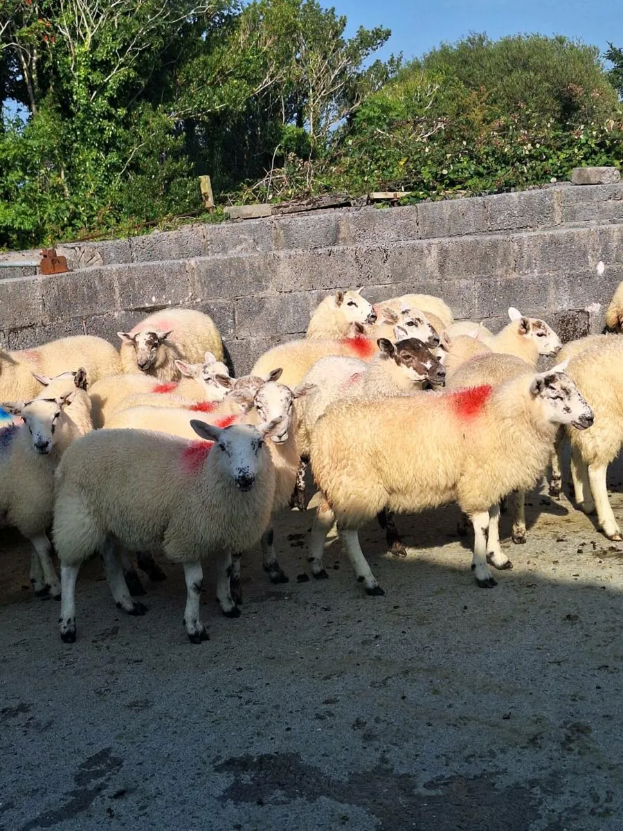 Ewe lambs dingle mart this Friday - Image 3