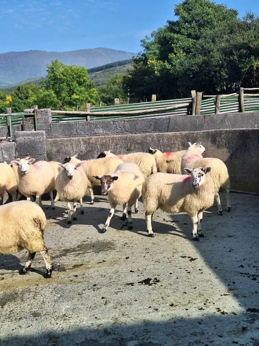 Ewe lambs dingle mart this Friday - Image 4