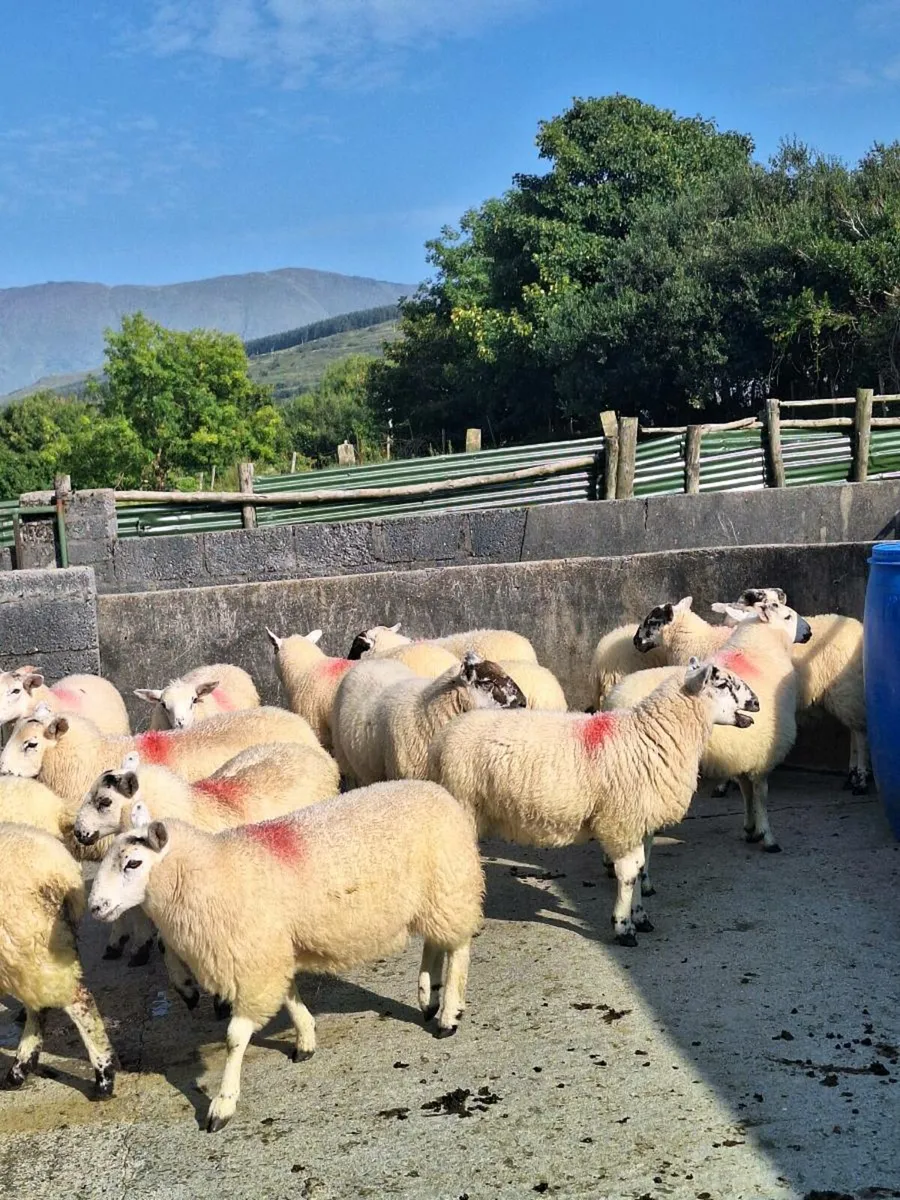 Ewe lambs dingle mart this Friday - Image 2