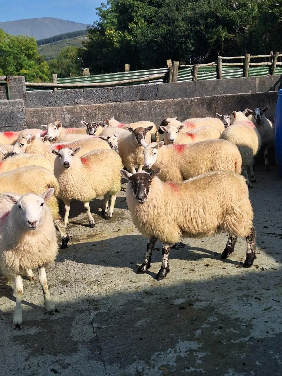 Ewe lambs dingle mart this Friday - Image 1