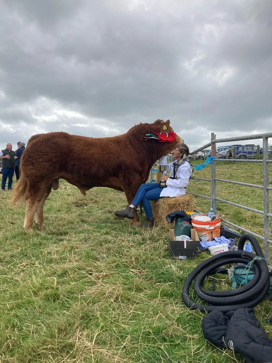 PBR Limousin Bull For Sale - Image 1