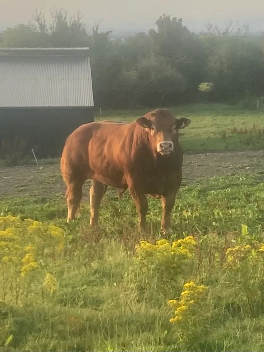 PBR Limousin Bull For Sale - Image 2