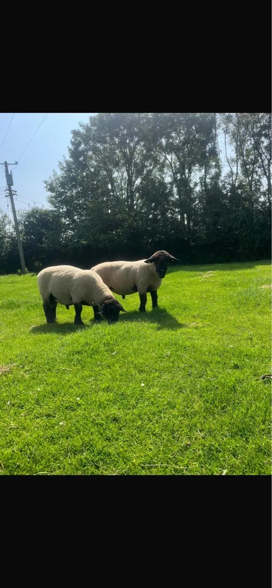 PB Suffock rams for Tullamore Mart wed 13th - Image 1