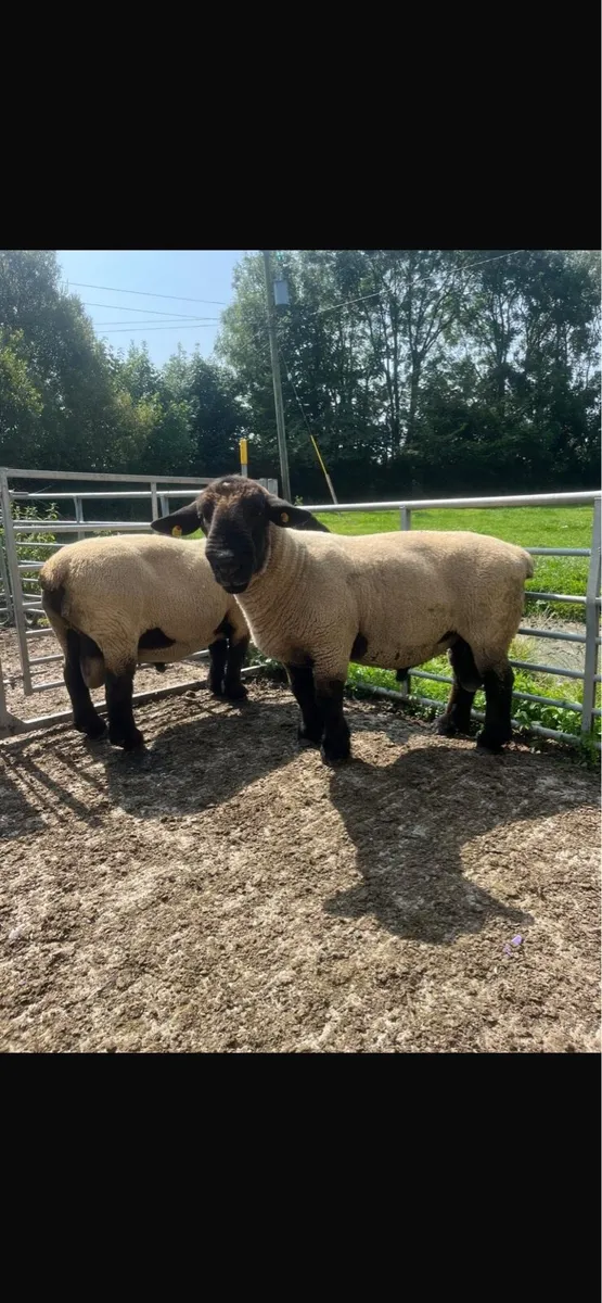 PB Suffock rams for Tullamore Mart wed 13th - Image 3