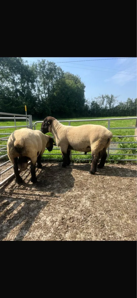 PB Suffock rams for Tullamore Mart wed 13th - Image 4