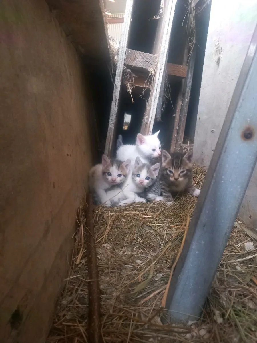 Kittens - Image 1