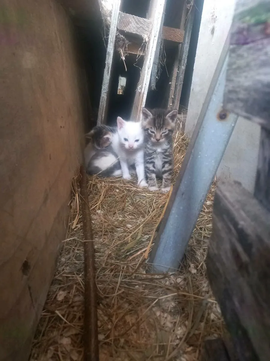 Kittens - Image 2