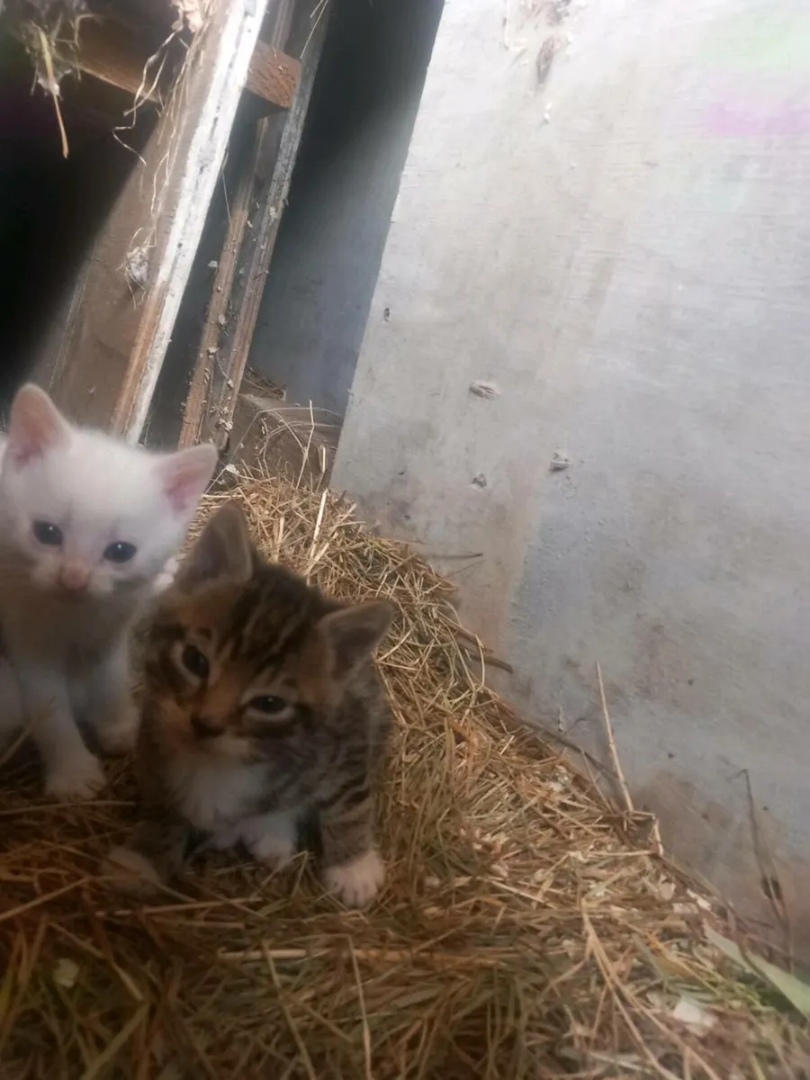 Kittens - Image 3