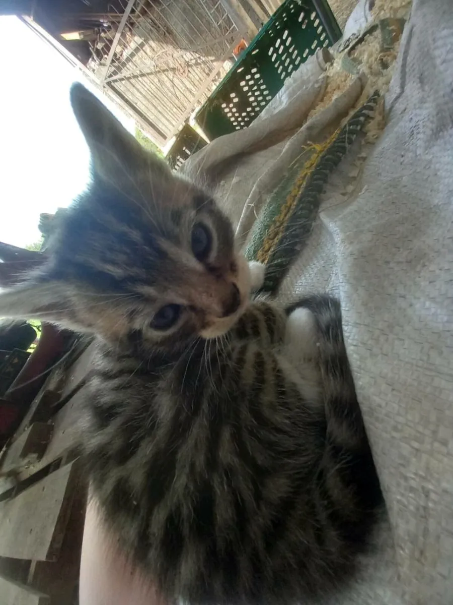 Kittens - Image 4