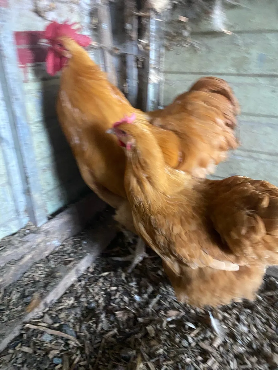 Silkies - Image 3