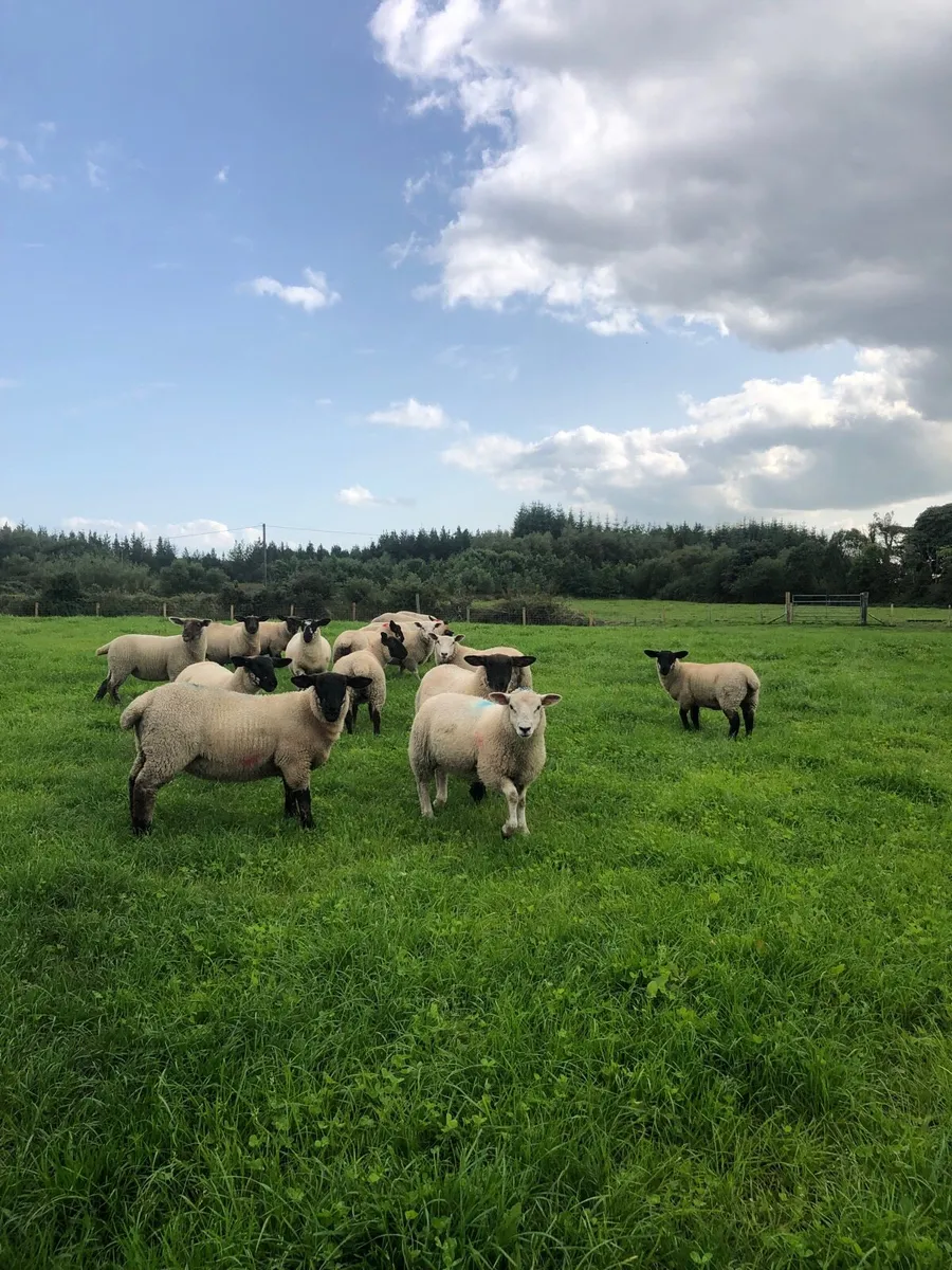 17 Ewe Lambs - Image 1