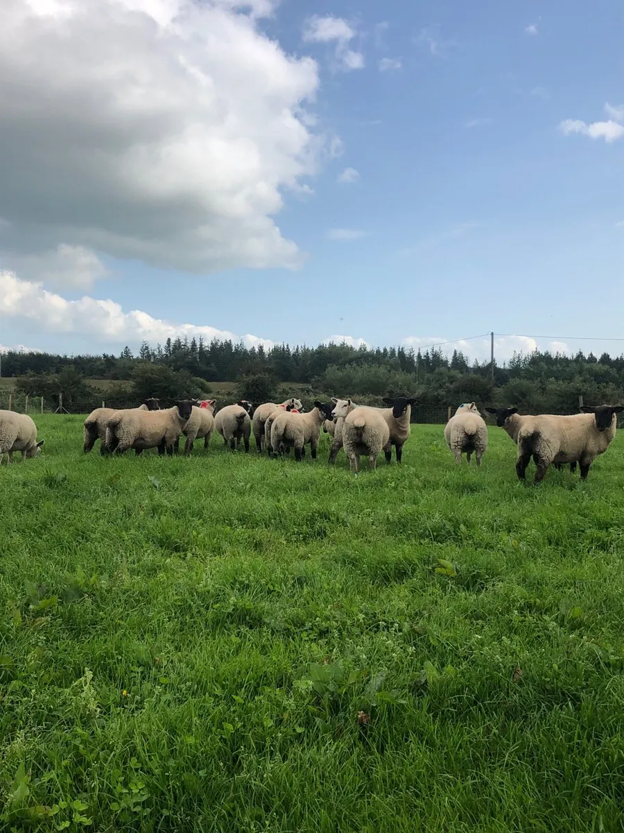 17 Ewe Lambs - Image 2