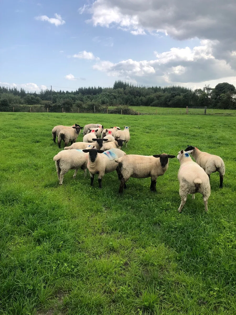 17 Ewe Lambs - Image 3