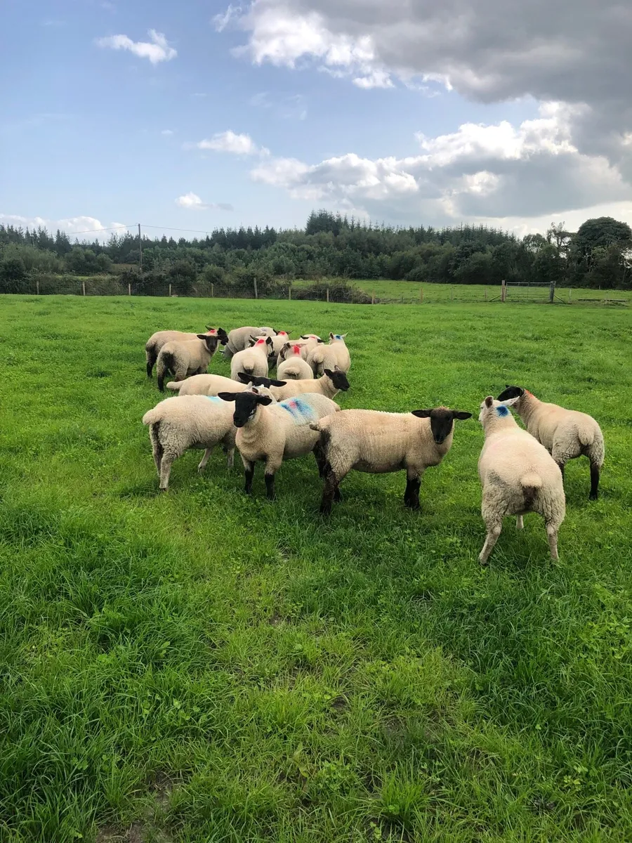 17 Ewe Lambs - Image 4