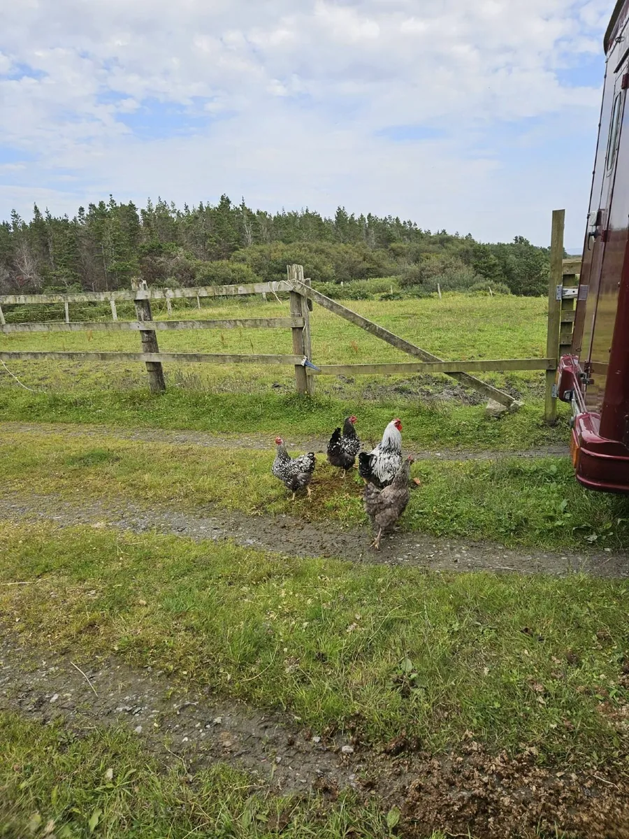 Poultry  trio of silver laced wyandottes - Image 1