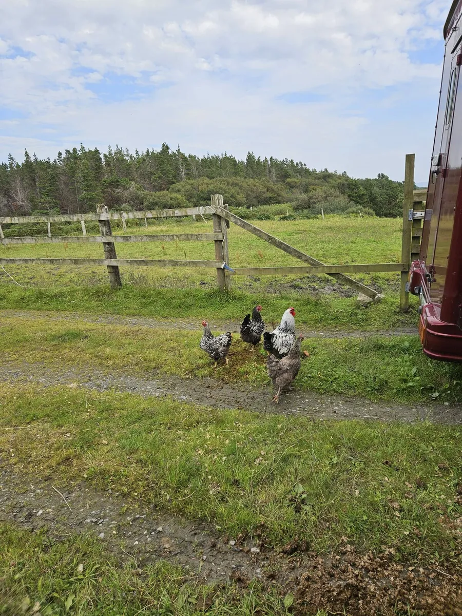 Poultry  trio of silver laced wyandottes - Image 2