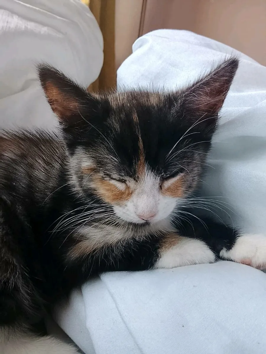 Tabby Kittens - Image 2