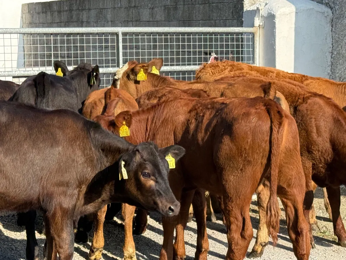 10 SUPER AUBRAC & SALER HEIFERs - Image 2