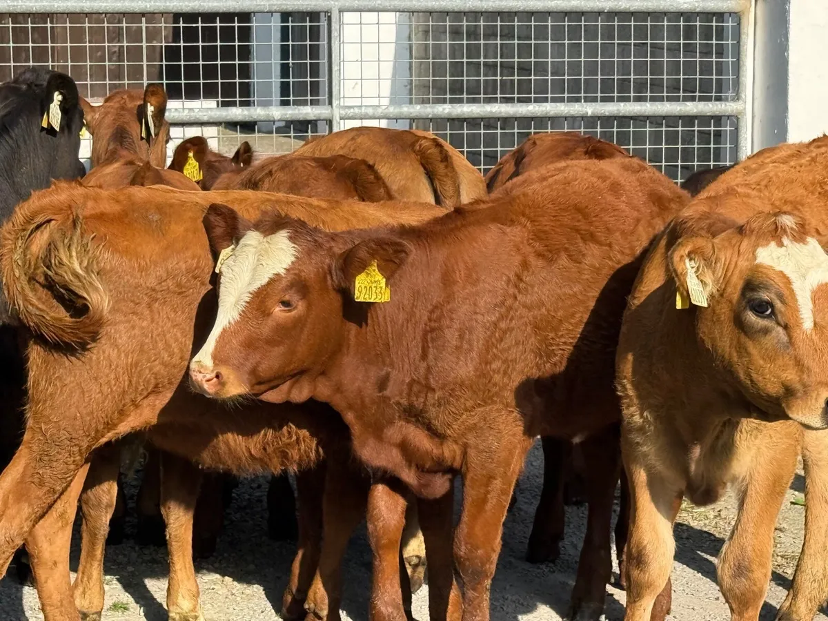10 SUPER AUBRAC & SALER HEIFERs - Image 1