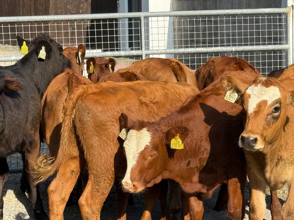10 SUPER AUBRAC & SALER HEIFERs - Image 3