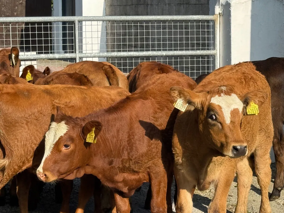 10 SUPER AUBRAC & SALER HEIFERs - Image 4