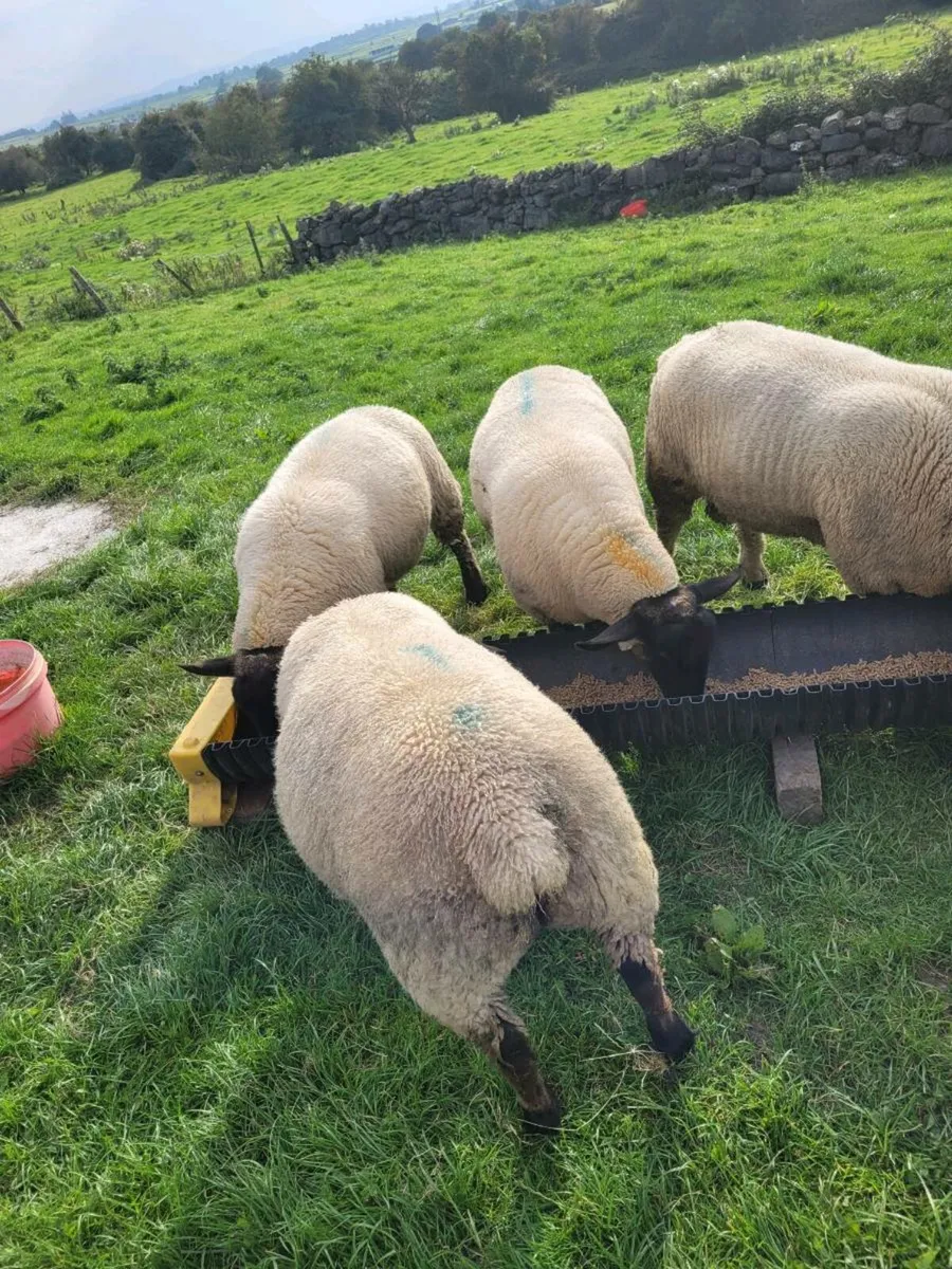 Ewe lambs - Image 2