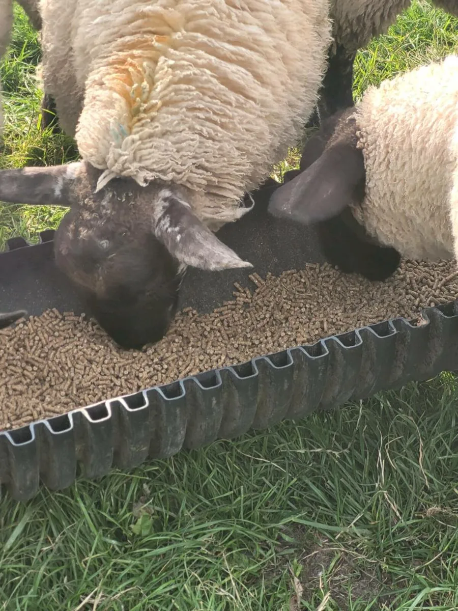 Ewe lambs - Image 3