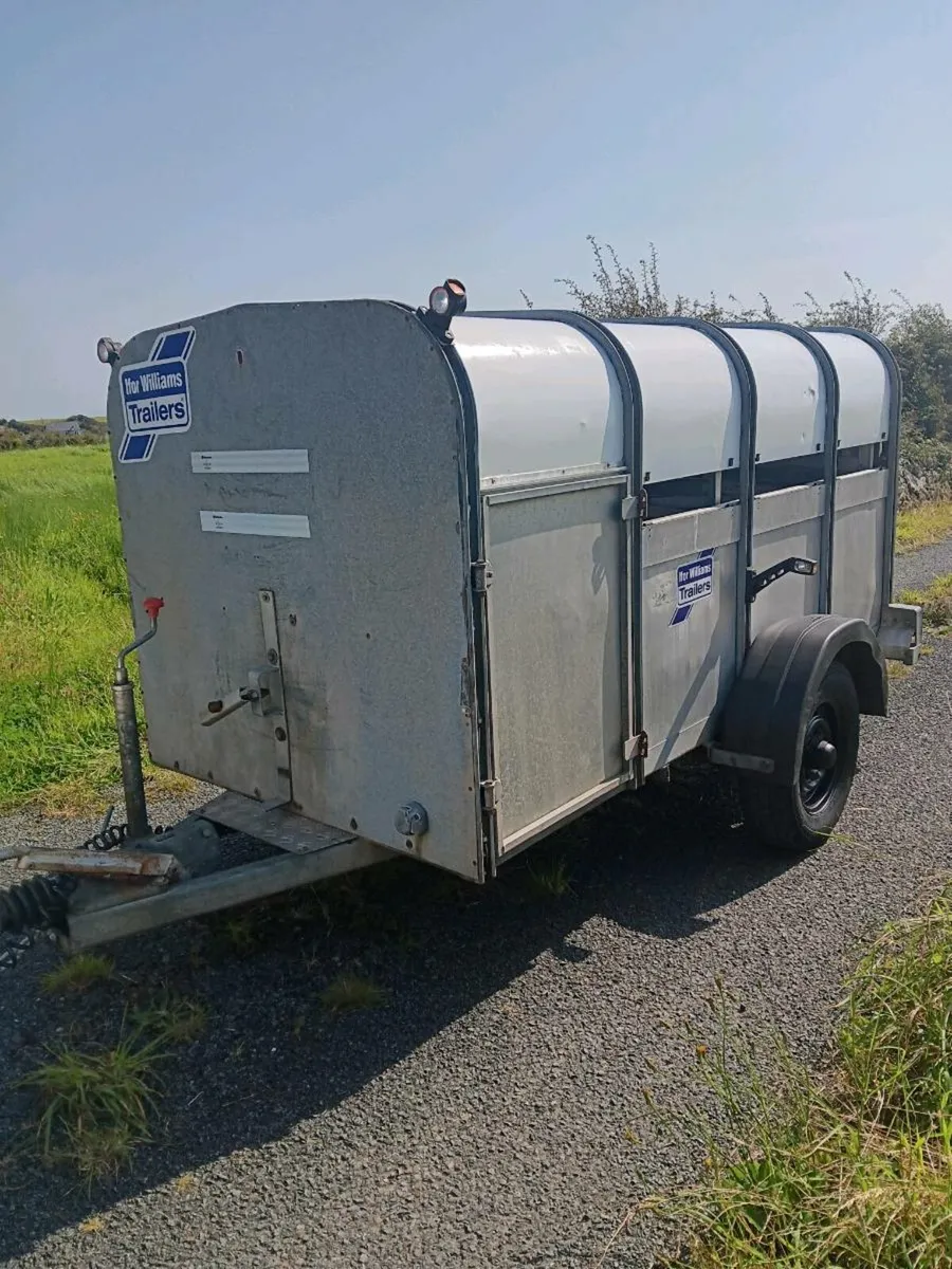 Ifor williams sheep trailer - Image 2