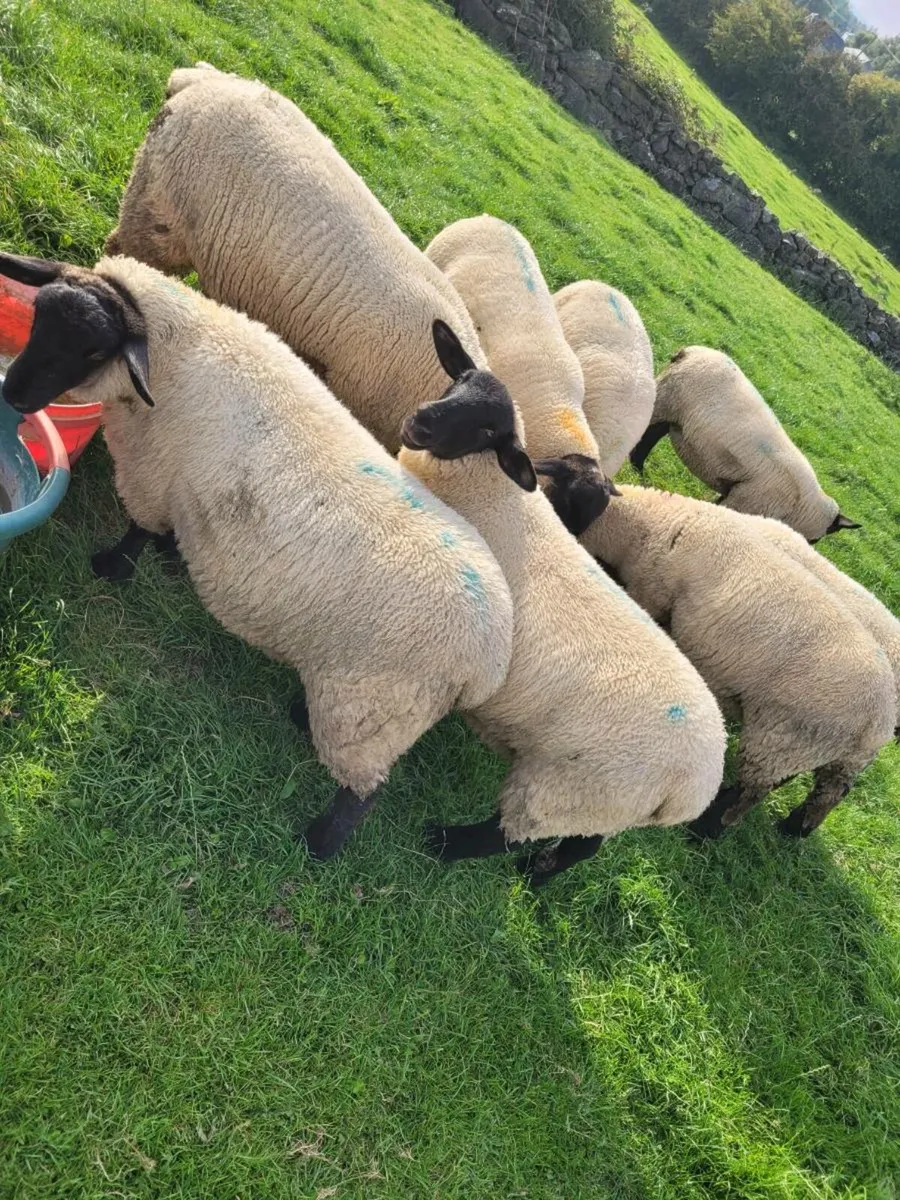 Ewe lambs - Image 1