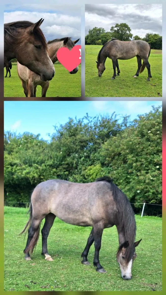 2022 CP x ID TIH Filly - Image 1