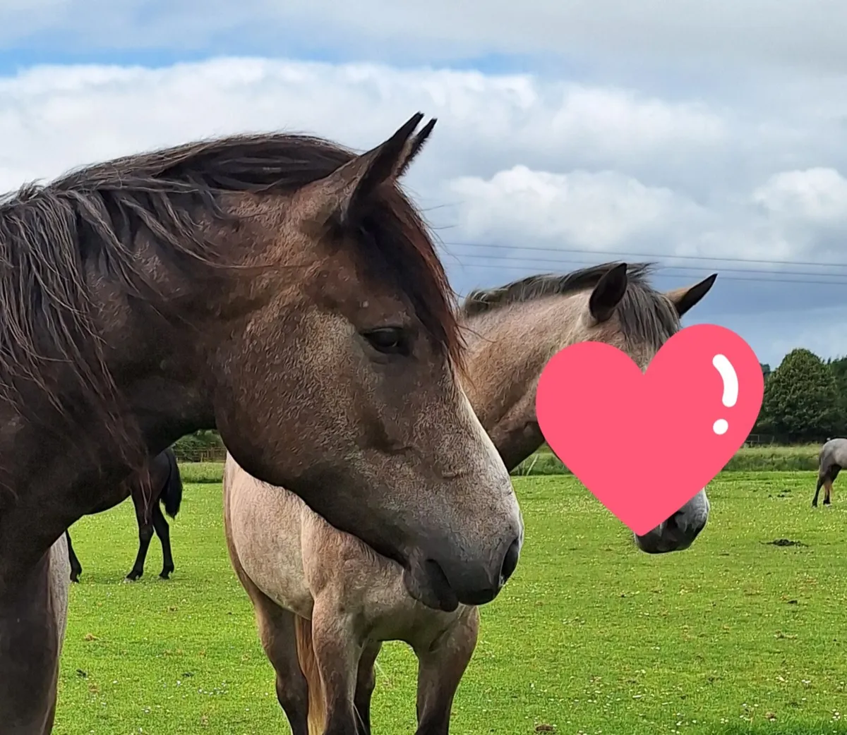 2022 CP x ID TIH Filly - Image 2