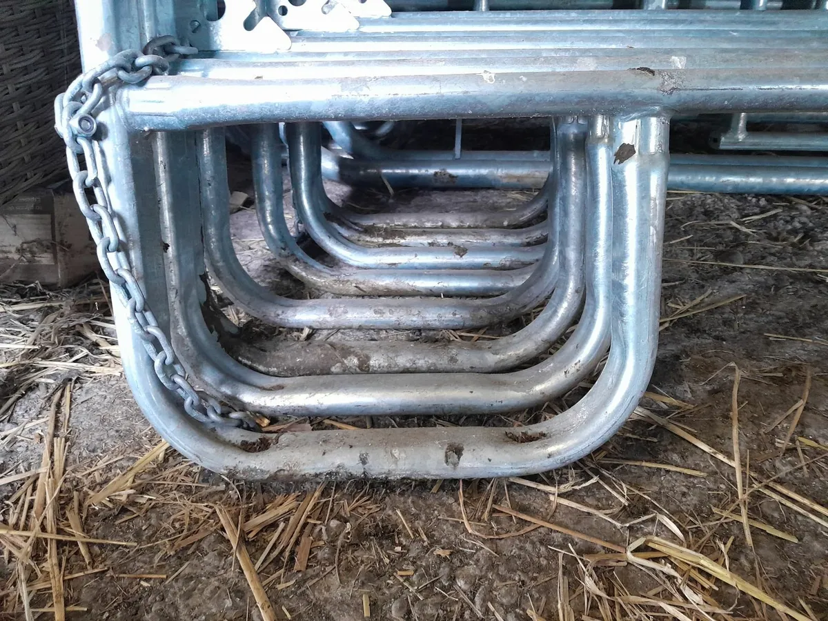 Cattle Loading Gates - Image 2