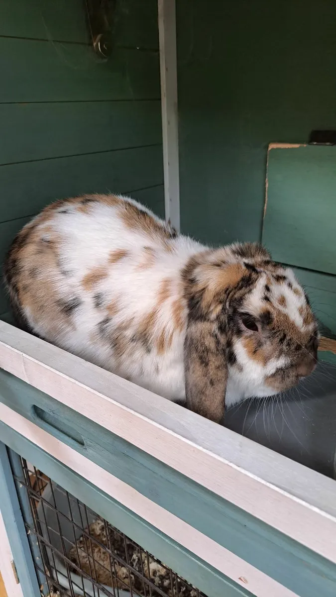 Rabbit