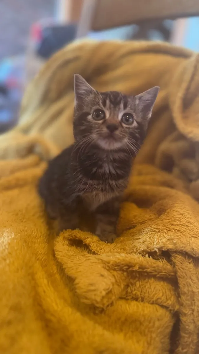 🤍🤎3 American wirehair Kittens 🤎🤍 - Image 1