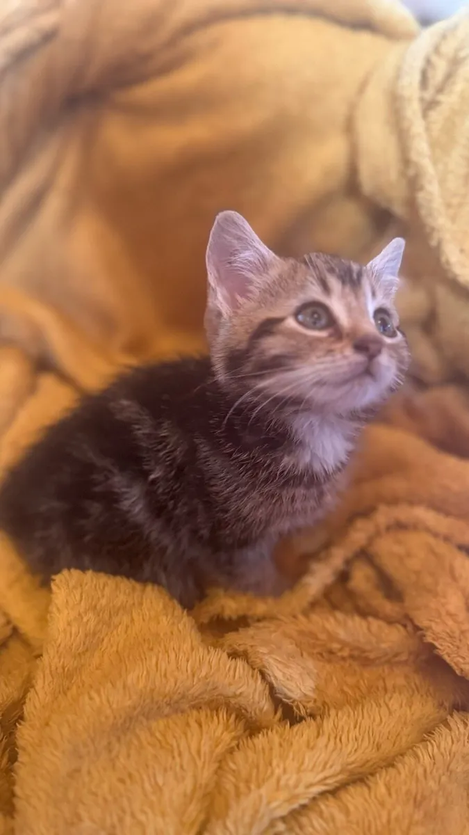🤍🤎3 American wirehair Kittens 🤎🤍 - Image 2
