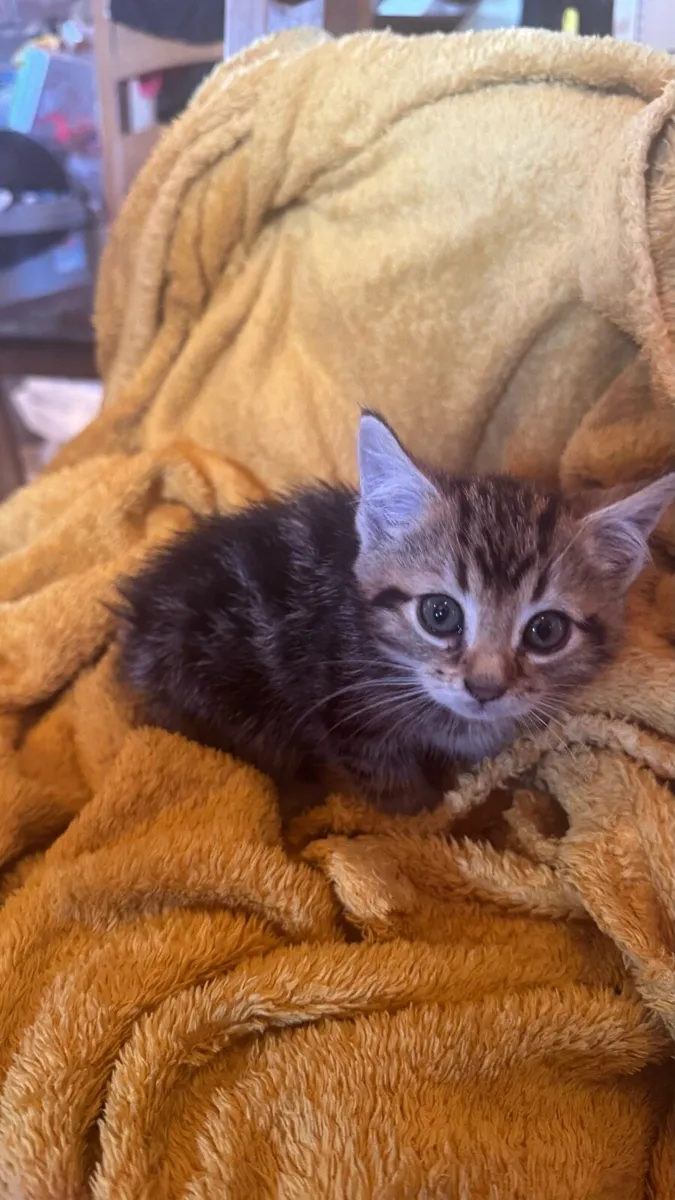 🤍🤎3 American wirehair Kittens 🤎🤍 - Image 3