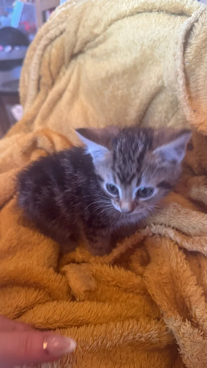 🤍🤎3 American wirehair Kittens 🤎🤍 - Image 4