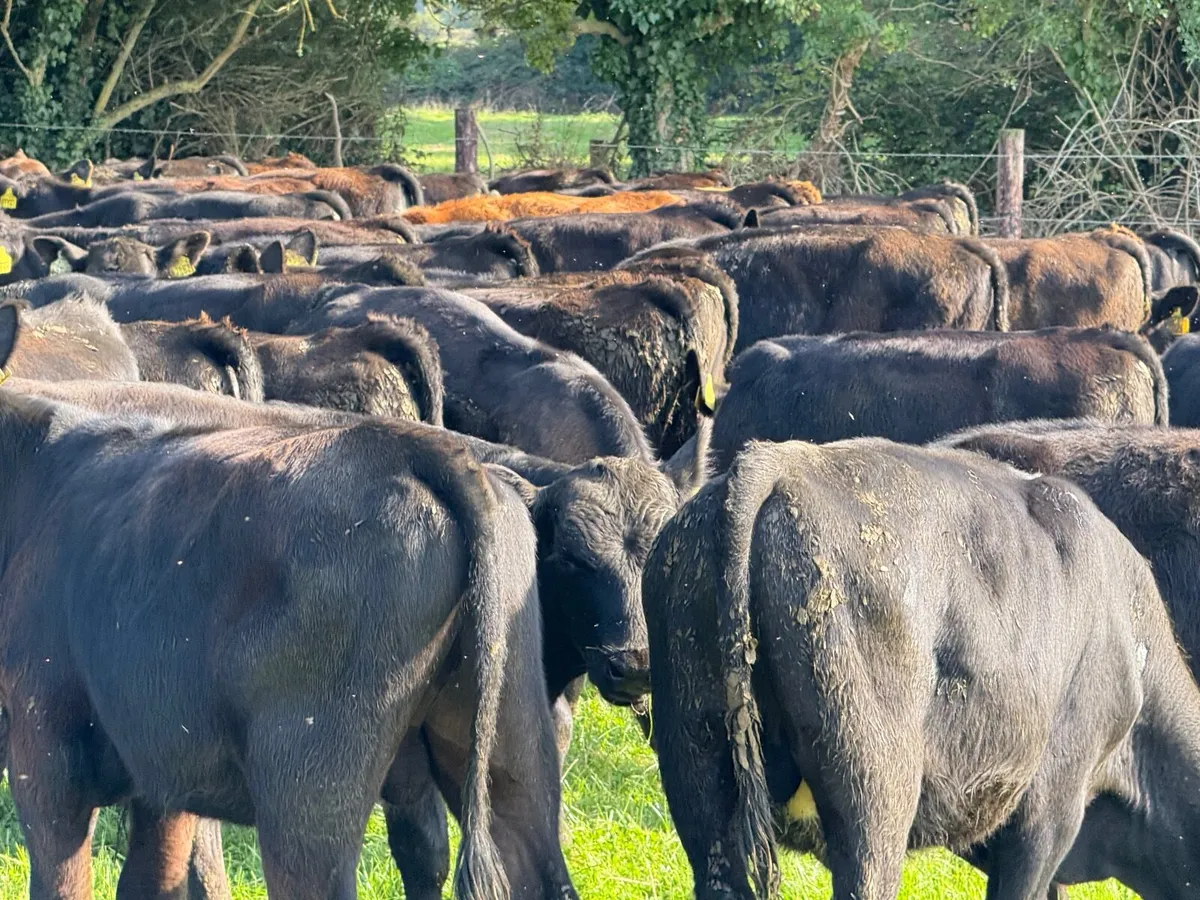 42 ABERDEEN ANGUS BULL WEANLINGS - Image 1