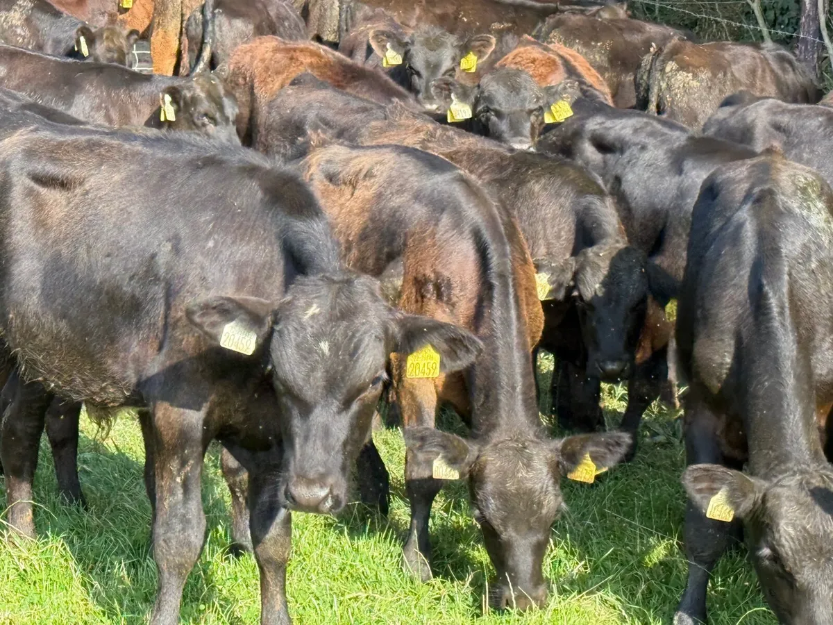 42 ABERDEEN ANGUS BULL WEANLINGS - Image 2