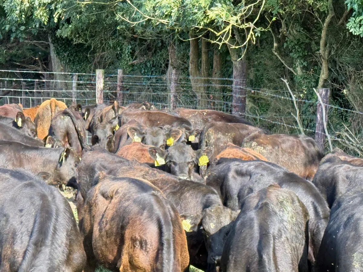 42 ABERDEEN ANGUS BULL WEANLINGS - Image 3
