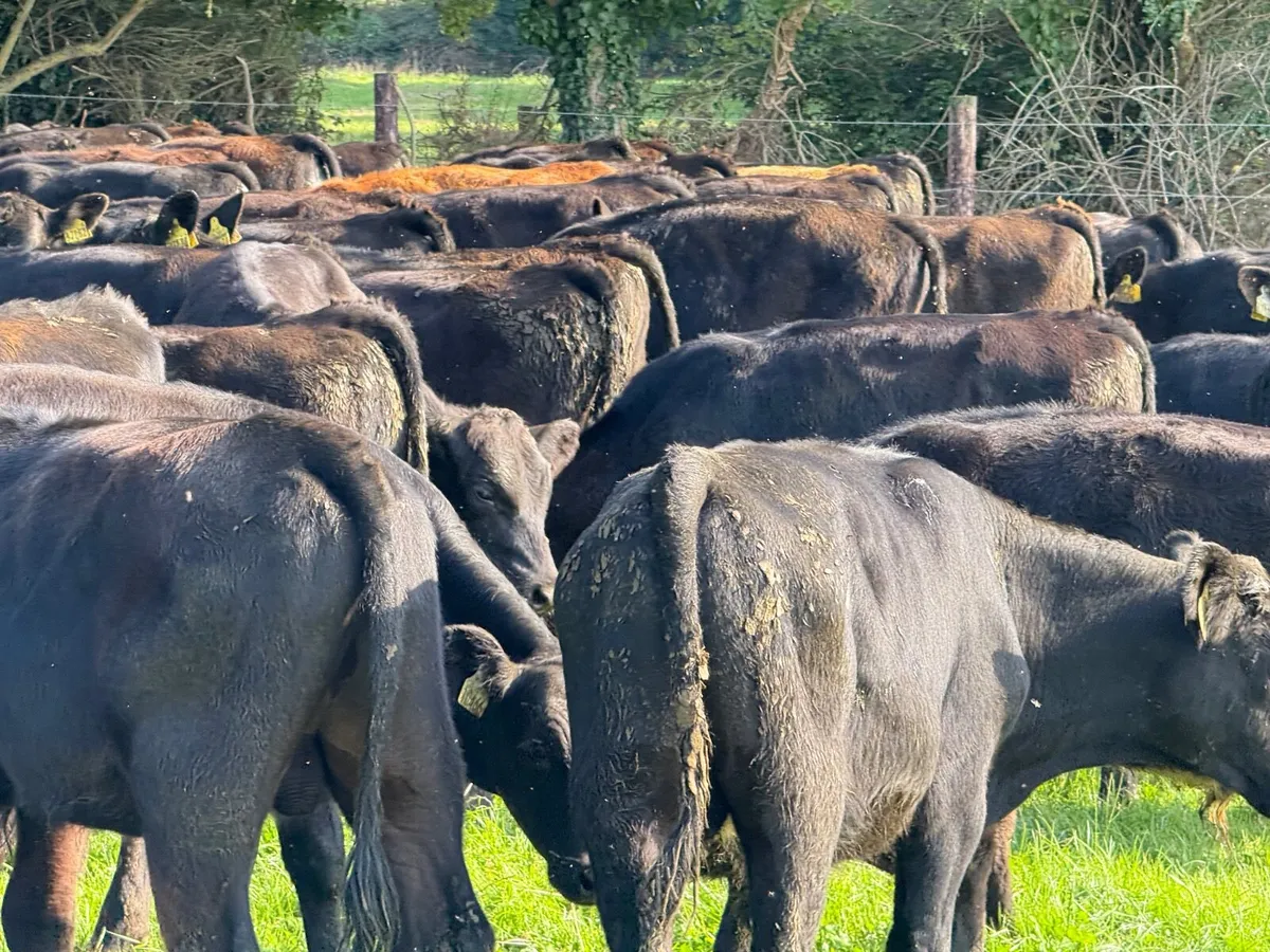 42 ABERDEEN ANGUS BULL WEANLINGS - Image 4