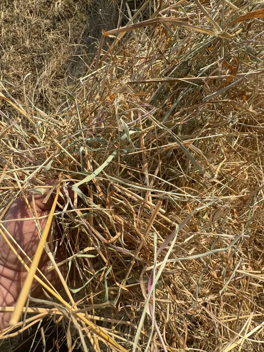 Meadow Hay - Image 4