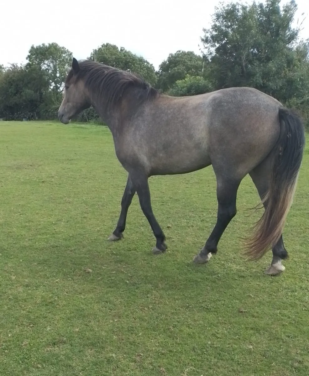2022 CP x ID TIH Filly - Image 4